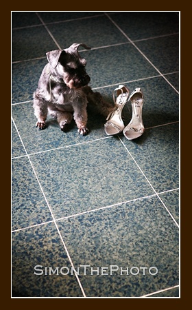 dog & shoes